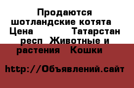 Продаются шотландские котята › Цена ­ 5 000 - Татарстан респ. Животные и растения » Кошки   